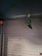 Dwergpapegaai en parkieten