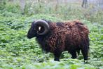 Ouessant ram - 2 jaar, Dieren en Toebehoren, Schapen, Geiten en Varkens, Mannelijk, Schaap, 0 tot 2 jaar