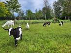 Nederlandse bonte melkgeit boklam, Dieren en Toebehoren, Schapen, Geiten en Varkens