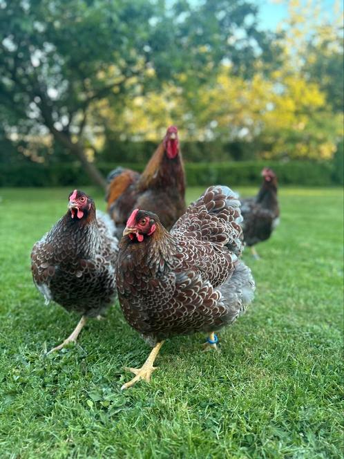 Unieke toom Wyandotte groothoender, Dieren en Toebehoren, Pluimvee