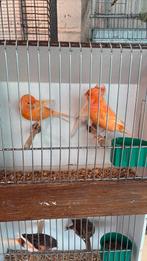 Canaris, Animaux & Accessoires, Oiseaux | Canaris, Mâle