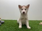 Chiots Husky de Sibérie, Plusieurs, Chien de traîneau, Hépatite contagieuse (maladie de Rubarth), Belgique