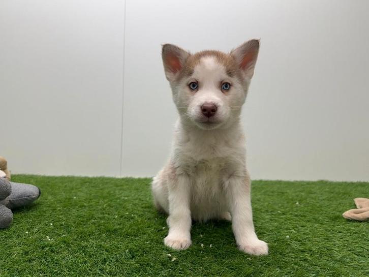 Siberische Husky pups, Dieren en Toebehoren, Honden | Poolhonden, Keeshonden en Oertypen, Meerdere dieren, Poolhond, Fokker | Professioneel