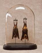 2 hangende vleermuis in stolp, Animaux & Accessoires, Insectes & Araignées, Autres espèces