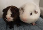 2 rex beertjes, Dieren en Toebehoren, Cavia, Juni, Mannelijk, Tam