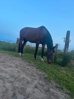 Halve stal aangeboden, Dieren en Toebehoren, Paarden, Recreatiepaard, 11 jaar of ouder