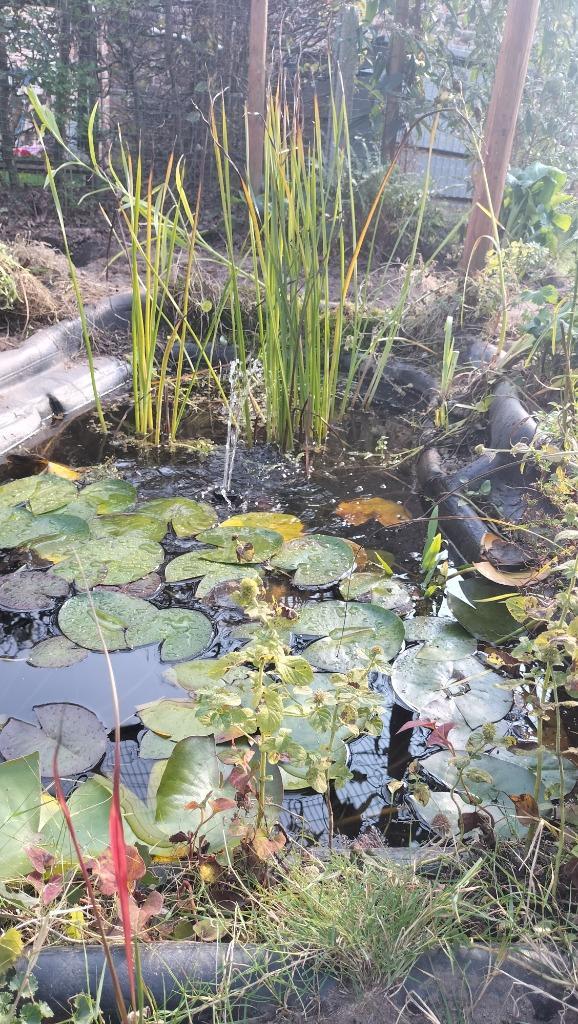 Vijvervissen goud-& blauwe windes, Dieren en Toebehoren, Vissen | Vijvervissen, Baars of Goudwinde