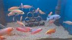 Malawi Sciaenochromis fryeri pink, Dieren en Toebehoren