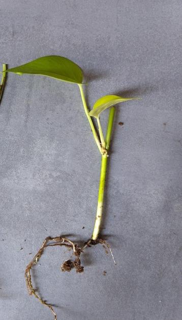 geworteld Epipremnum pinnatum golden pothos stekje beschikbaar voor biedingen
