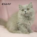 Adorable chaton British Longhair lilas à  à vendre, Animaux & Accessoires, Chats & Chatons | Chats de race | Poil long, Chatte ou Chat