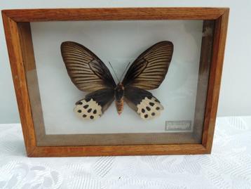 papillon naturalisé atrophaneura horishanus disponible aux enchères