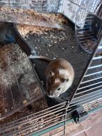 Woenstijn ratjes (gerbils), Dieren en Toebehoren, Knaagdieren, Rat, Mannelijk, November, Tam