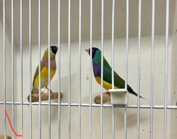 Popje cinnamon man split muts,cinnamon beschikbaar voor biedingen