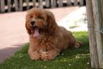 Prachtige Cavapoo pups, België, Overige rassen, CDV (hondenziekte), 8 tot 15 weken
