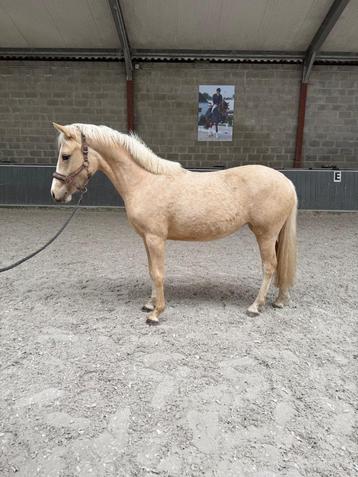 2 jarige D-pony te koop beschikbaar voor biedingen