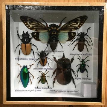 Uniek frame met echte opgemaakte insecten (geen Cites soort) beschikbaar voor biedingen