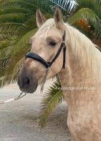 Tres Bel Andalou, Animaux & Accessoires, Cheval de dressage, 160 à 165 cm, Vermifugé, Étalon