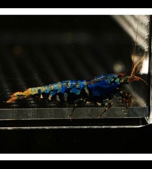 Caridina garnalen beschikbaar, Dieren en Toebehoren, Vissen | Aquariumvissen