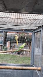 Koppel halsbandparkieten, Meerdere dieren, Parkiet, Geringd