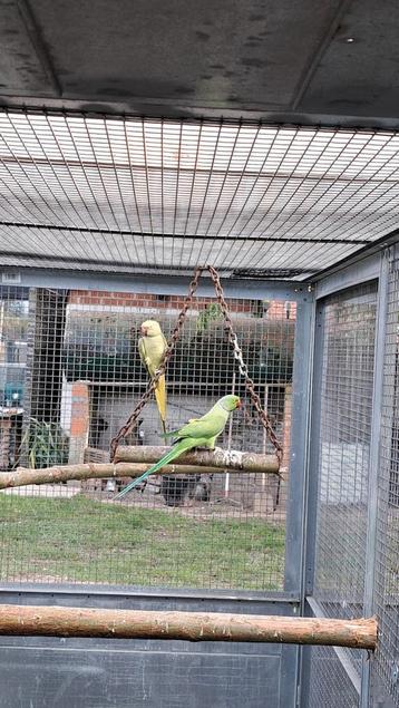 Koppel halsbandparkieten  beschikbaar voor biedingen