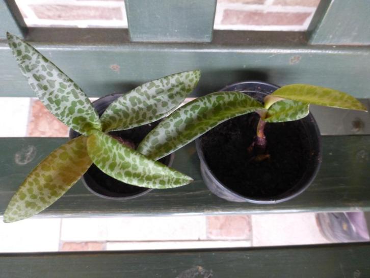 ZILVERKRUID(ledebouria sociales), Tuin en Terras, Planten | Tuinplanten, Vaste plant, Overige soorten, Halfschaduw, Lente, Ophalen