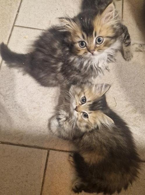 Britse korthaar/langhaar, Dieren en Toebehoren, Katten en Kittens | Raskatten | Korthaar, Meerdere dieren, 0 tot 2 jaar, Gechipt