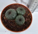 Frailea castanea, Verzenden