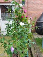 Hibiscussen 0,70-120 hoog €7 per stuk.  0486 215927, Tuin en Terras, Ophalen