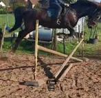 Prachtige brave merrie van zeer goede afstamming, Jument, M, 160 à 165 cm, Avec pedigree