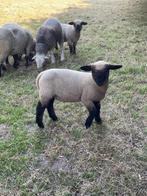 Prachtige Hampshire down lammen te koop!, Mei, Meerdere dieren