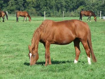 Prairie à louer pour chevaux ( 15 ares, région Chimay ) beschikbaar voor biedingen