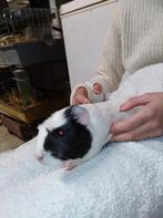 Cavia beer, Dieren en Toebehoren, Juni, Mannelijk, Cavia
