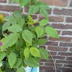 Frambozenplanten, Tuin en Terras, Planten | Fruitbomen, Ophalen