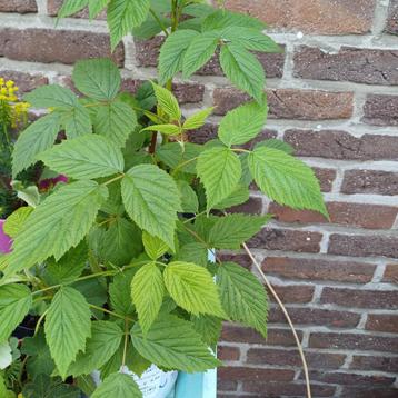 Frambozenplanten  beschikbaar voor biedingen