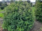 Buxus, Enlèvement ou Envoi, Buis