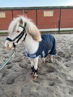 Hengst mini shet te koop, Dieren en Toebehoren, Pony's, Hengst