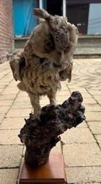 Set opgezette vogels, Verzamelen, Ophalen, Vogel, Opgezet dier