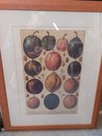 Heel mooie  oude fruit prent in kader 46/56 cm, Comme neuf, Enlèvement ou Envoi
