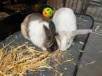 Konijntje te koop, Dieren en Toebehoren, Vrouwelijk, Dwerg, Hangoor, 0 tot 2 jaar