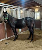 Recreatie paard, Dieren en Toebehoren, Paarden, Gechipt, Niet van toepassing, Hengst, 3 tot 6 jaar