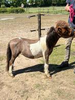 Shetlander /mini paardtje, Dieren en Toebehoren, Gechipt, 0 tot 2 jaar, Hengst, A pony (tot 1.17m)