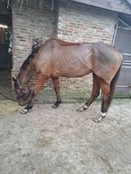 Wandelpaard, Dieren en Toebehoren, Paarden, Merrie, Gechipt, Niet van toepassing, 7 tot 10 jaar