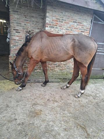 Cheval à pied, 160 à 165 cm, Cheval de récréation, Vermifugé, Ne s'applique pas
