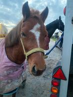 Gezocht : ponyruiter voor B pony, Dieren en Toebehoren, Paarden, B