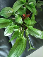 Luipaard plantjes (Drimiopsis Maculata), Ophalen, Overige soorten, Halfschaduw, Minder dan 100 cm