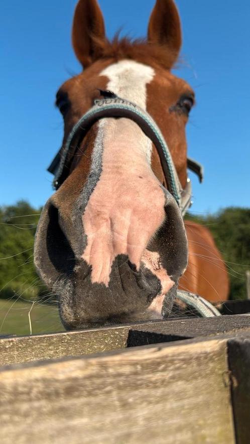 Halve stal aangeboden regio zutendaal, Dieren en Toebehoren, Paarden
