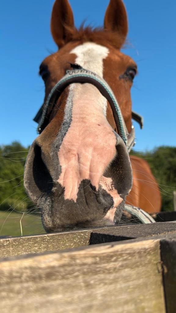 Halve stal aangeboden regio zutendaal, Dieren en Toebehoren, Paarden