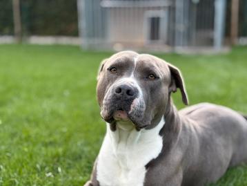 Blue Amstaff Reu-Tygo beschikbaar voor biedingen
