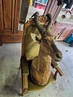 Red hartebeest, Ophalen, Zo goed als nieuw