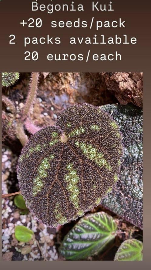 Begonia Kui ZADEN, Maison & Meubles, Plantes d'intérieur, Enlèvement ou Envoi